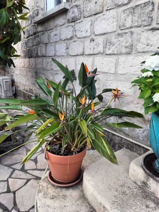 Charmant Appart Avec Jardin 에그모르트 외부 사진