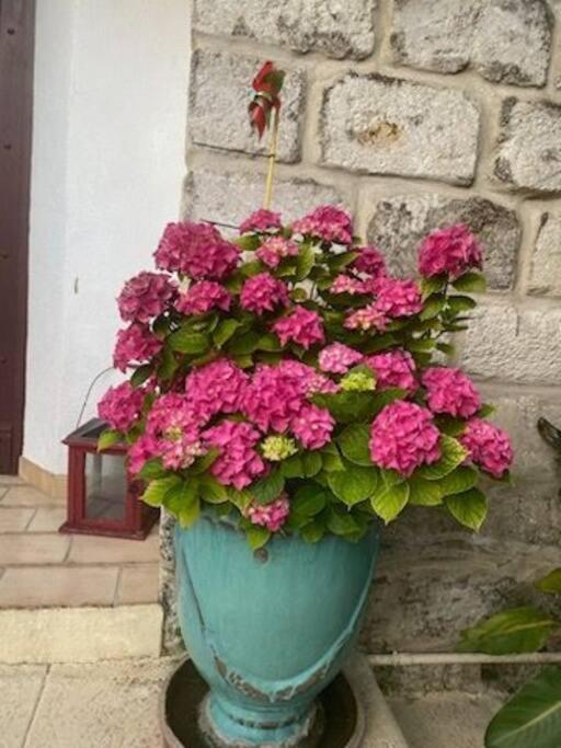 Charmant Appart Avec Jardin 에그모르트 외부 사진