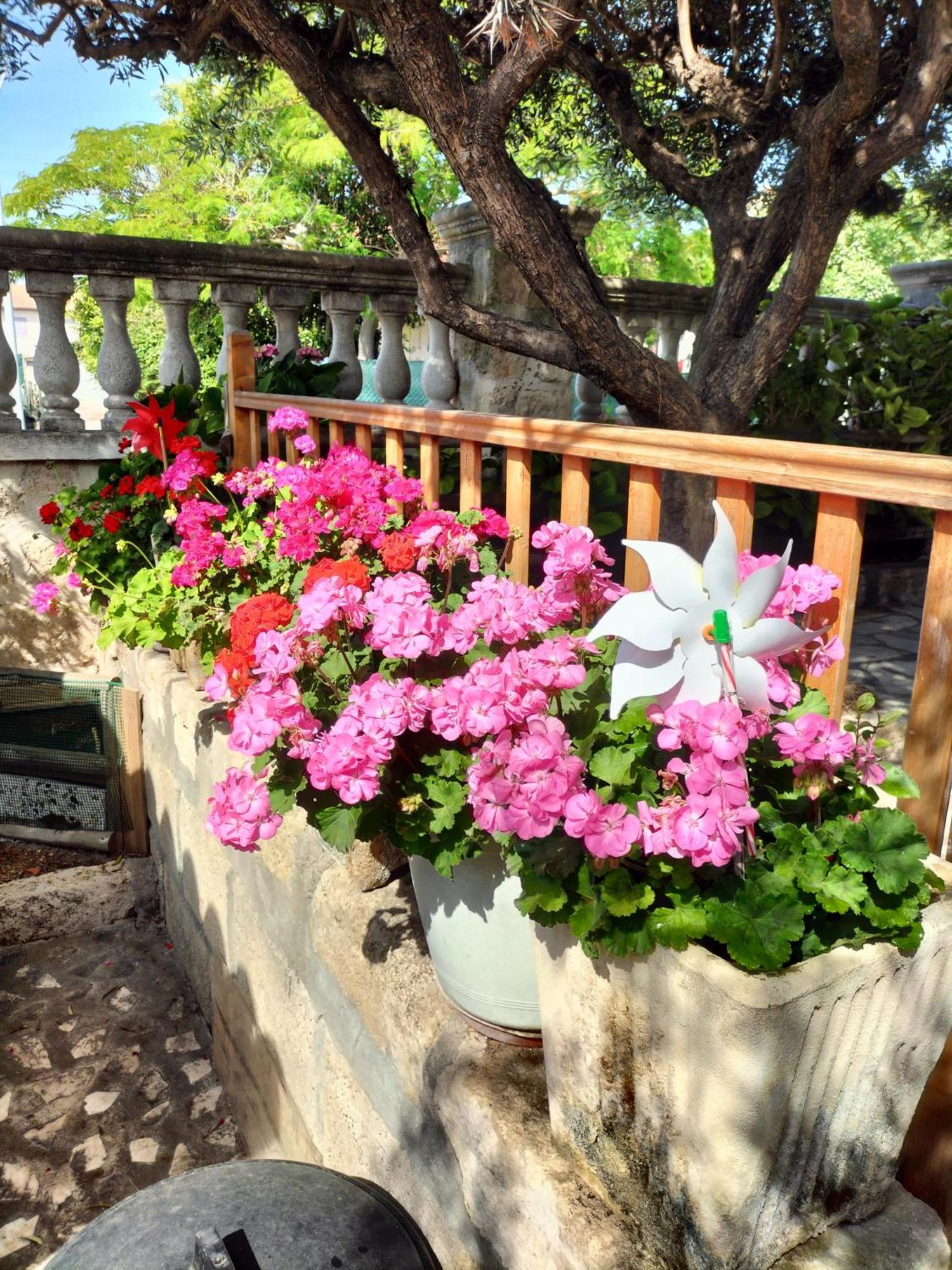 Charmant Appart Avec Jardin 에그모르트 외부 사진